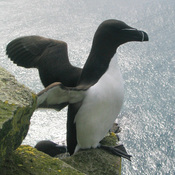 Razorbill